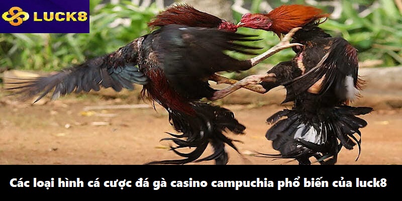 Các loại hình cá cược đá gà casino campuchia phổ biến của luck8